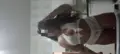 Amanda, acompanhante em Ipatinga, Chácaras Madalena