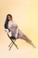 Sara Britto, escort in Belo Horizonte (Centro)